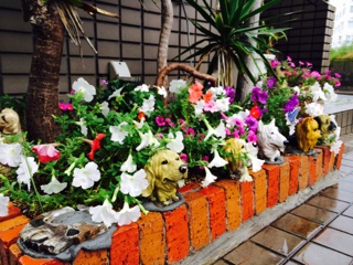 大淀動物病院花