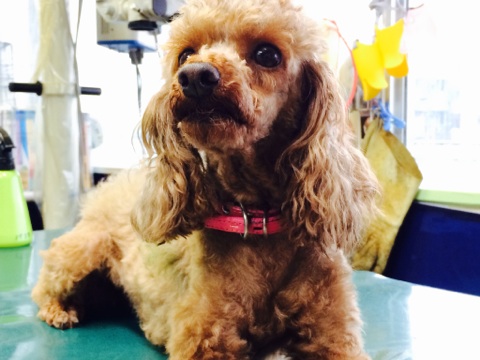 大淀動物病院診療