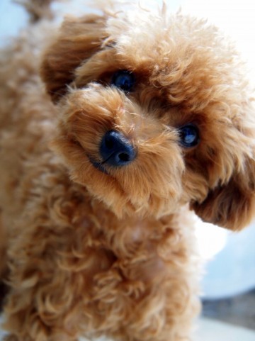 大淀動物病院犬